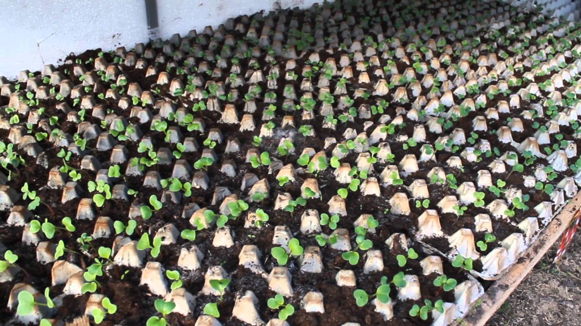 Выращивание каннабиса в торфяных горшочках
